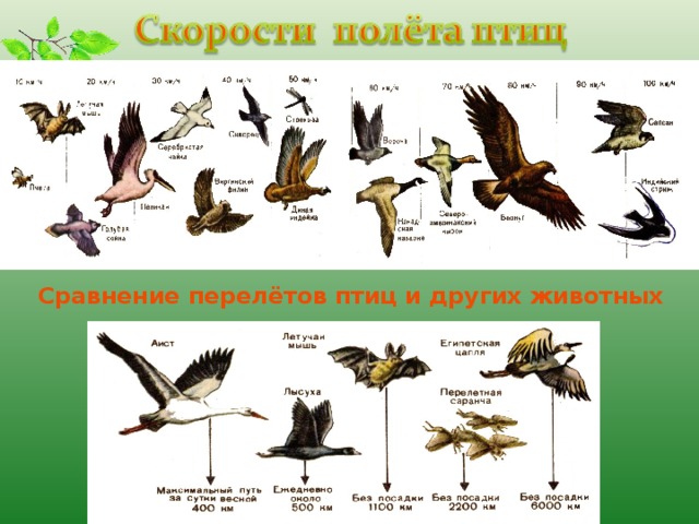 Сравнение перелётов птиц и других животных 