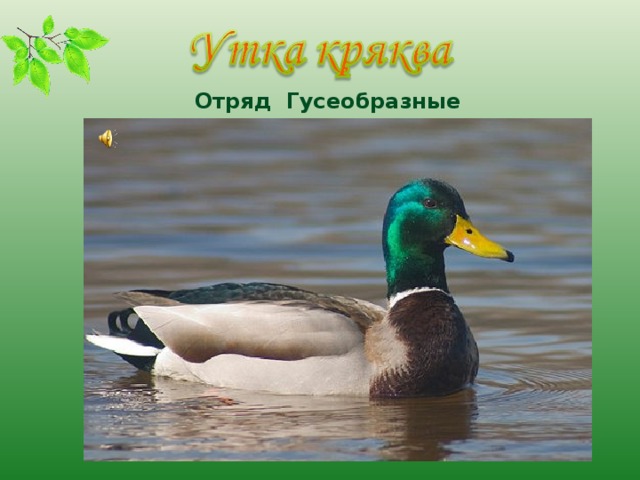 Отряд Гусеобразные  