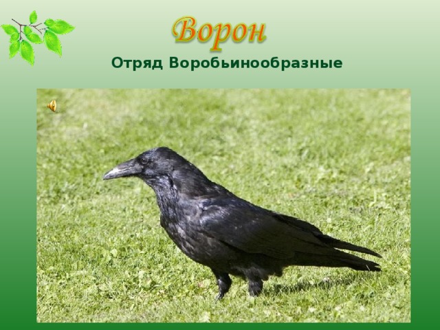 Отряд Воробьинообразные  