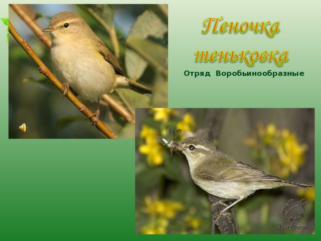Отряд Воробьинообразные 