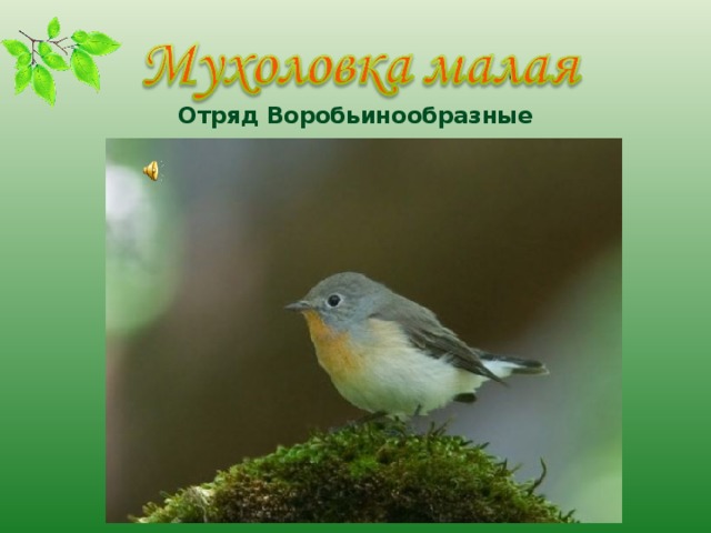 Отряд Воробьинообразные 