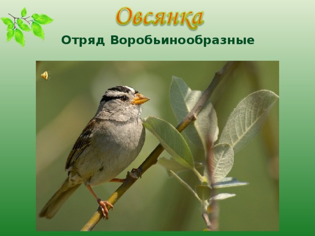 Отряд Воробьинообразные 