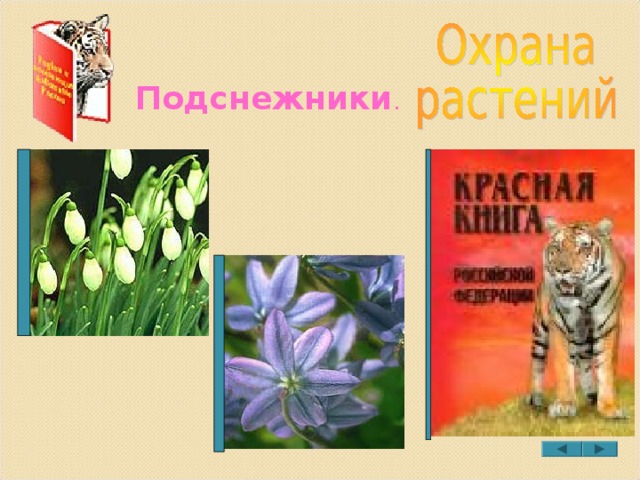Подснежники . 