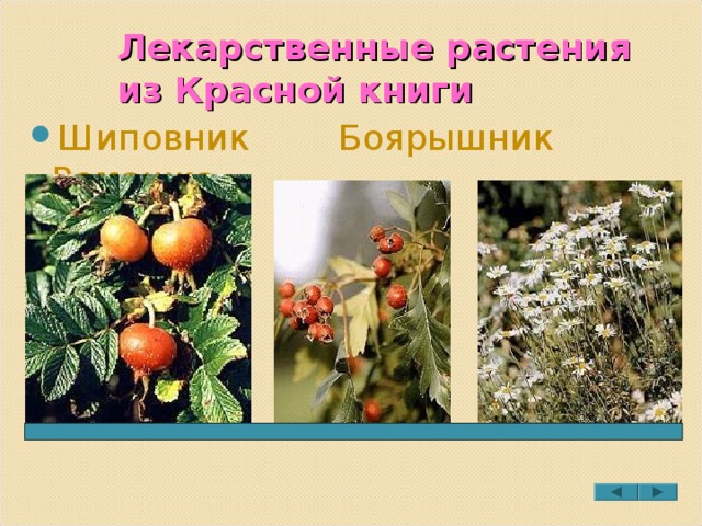 Лекарственные растения из Красной книги Шиповник Боярышник Ромашка 