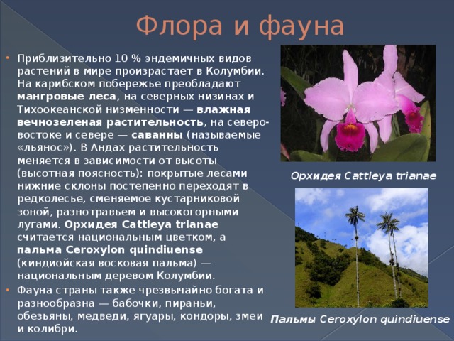 Флора и растительность определения и примеры Презентация на тему: "Колумбия"