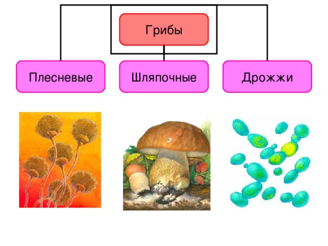 Плесневые грибы и шляпочные грибы примеры