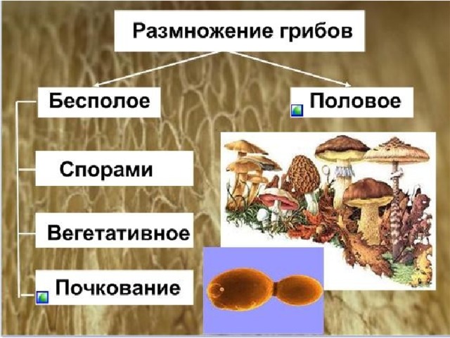 Картинки ГРИБЫ НЕ СПОСОБНЫЕ РАЗМНОЖАТЬСЯ ПОЧКОВАНИЕМ