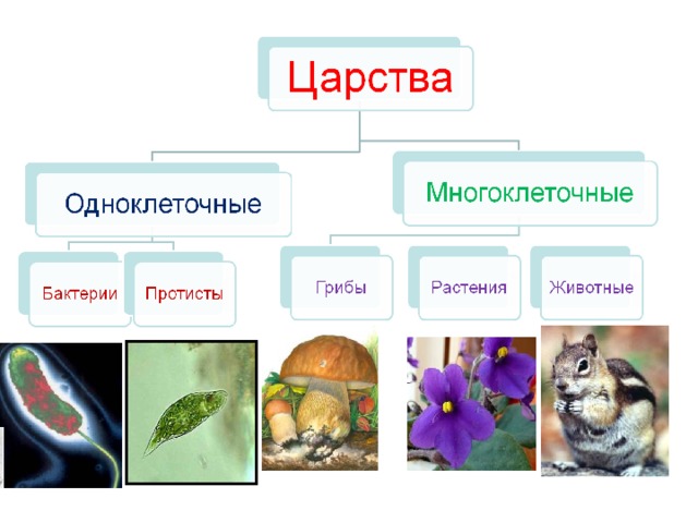 царства живой природы