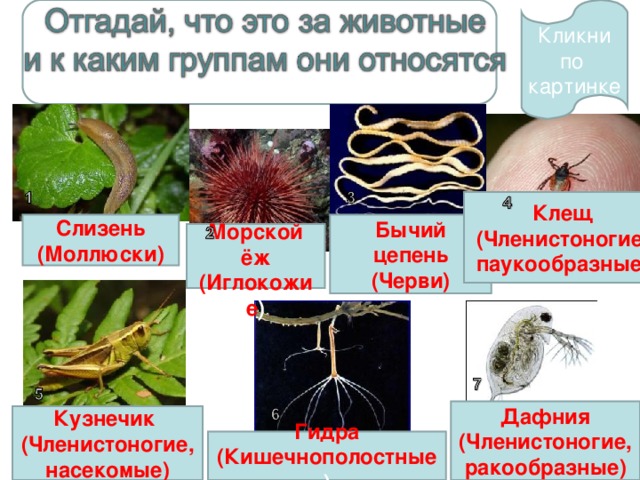 Изображенное на рисунке животное относится к типу кишечнополостные членистоногие