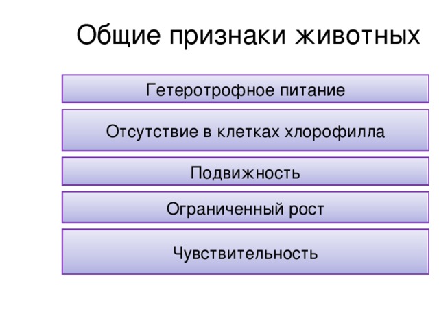 Общие признаки животных Гетеротрофное питание Отсутствие в клетках хлорофилла Подвижность Ограниченный рост Чувствительность
