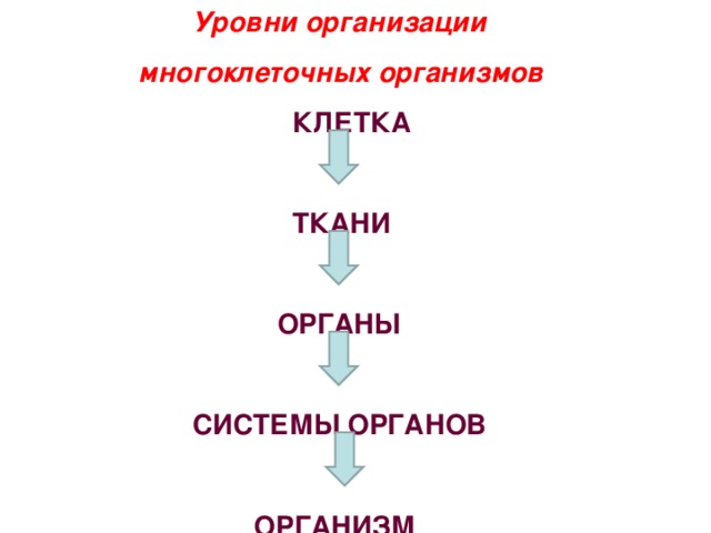 Отметь изображение на котором виден данный уровень организации система органов