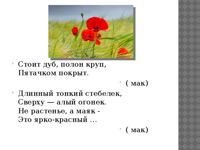 Стоит дуб, полон круп,  Пятачком покрыт. ( мак) Длинный тонкий стебелек,  Сверху — алый огонек.  Не растенье, а маяк -  Это ярко-красный … ( мак) 