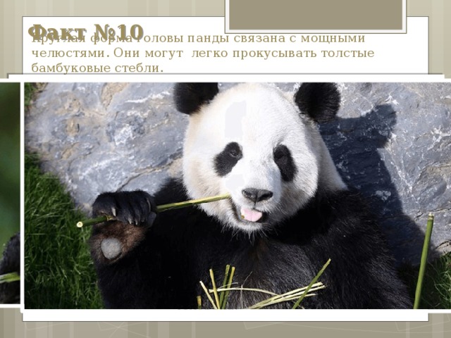 Факт №10 Круглая форма головы панды связана с мощными челюстями. Они могут легко прокусывать толстые бамбуковые стебли.  Зуб панды в 7 раз больше, чем у человека. 