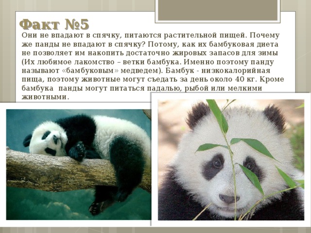 Панда презентация для детей