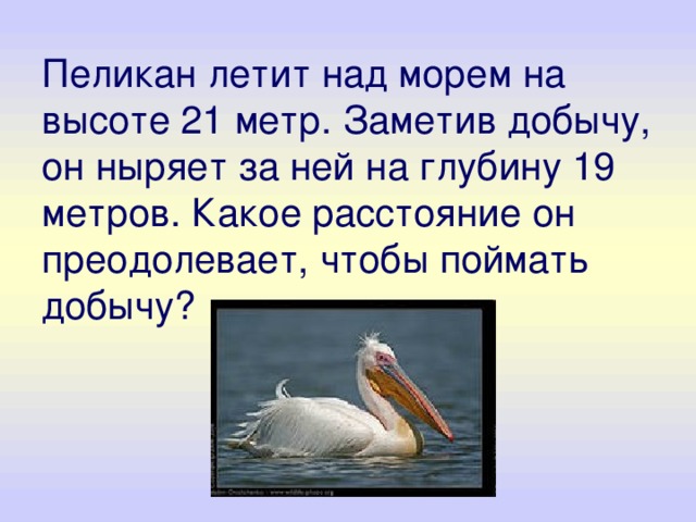 Пеликан летит над морем на высоте 21 метр. Заметив добычу, он ныряет за ней на глубину 19 метров. Какое расстояние он преодолевает, чтобы поймать добычу? 