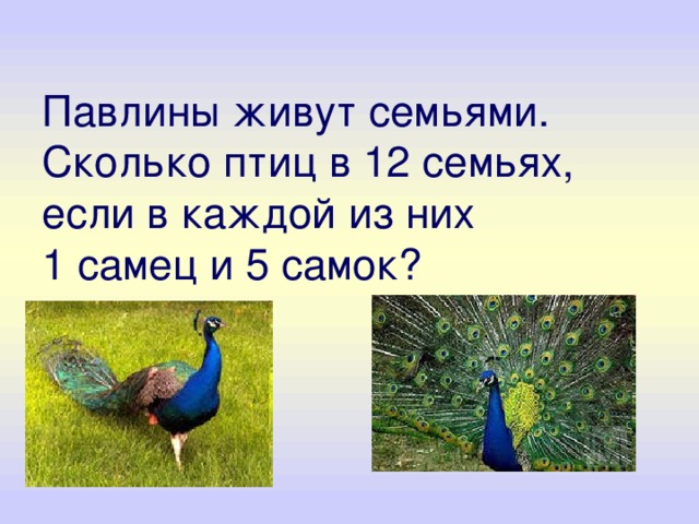 Павлины живут семьями. Сколько птиц в 12 семьях, если в каждой из них  1 самец и 5 самок? 
