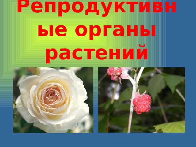 Репродуктивные органы растений 