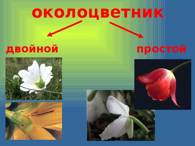 околоцветник простой двойной 