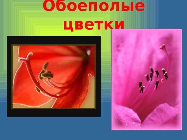 Обоеполые цветки 