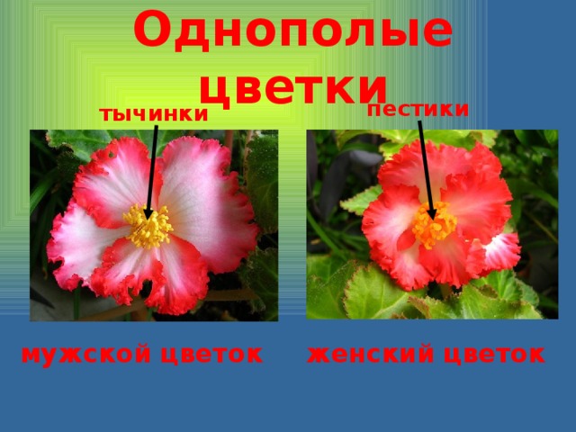 Однополые цветки пестики тычинки мужской цветок женский цветок 