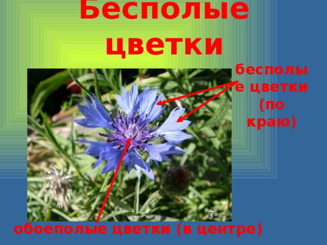 Бесполые цветки бесполые цветки (по краю) обоеполые цветки (в центре) 