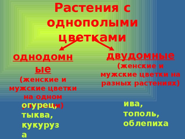 Растения с однополыми цветками двудомные (женские и мужские цветки на разных растениях) однодомные (женские и мужские цветки на одном растении) ива, тополь, облепиха огурец, тыква, кукуруза 