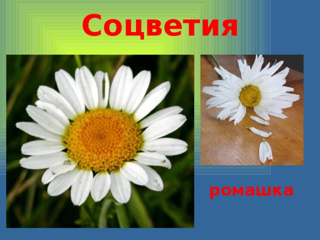 Соцветия ромашка 