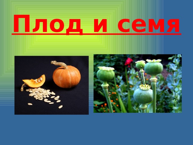 Плод и семя 