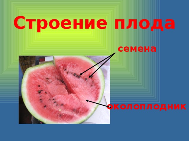 Строение плода семена околоплодник 