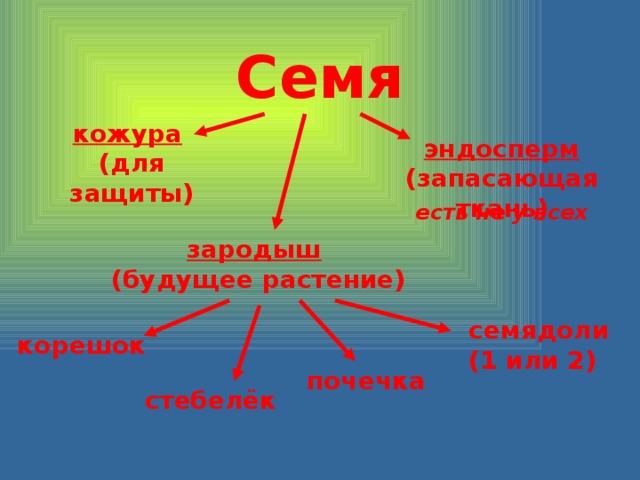 Семя кожура  (для защиты) эндосперм (запасающая ткань) есть не у всех зародыш  (будущее растение) семядоли (1 или 2) корешок почечка стебелёк 