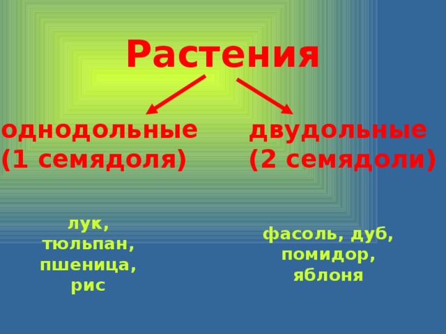 Растения однодольные двудольные (1 семядоля) (2 семядоли) лук, тюльпан, пшеница, рис фасоль, дуб, помидор, яблоня 