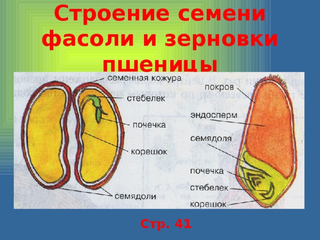 Строение семени фасоли и зерновки пшеницы Стр. 41 