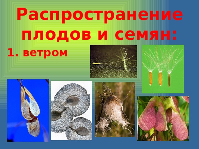 Распространение плодов и семян: 1. ветром 