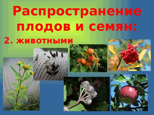 Распространение плодов и семян: 2. животными 