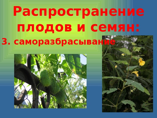 Распространение плодов и семян: 3. саморазбрасывание 