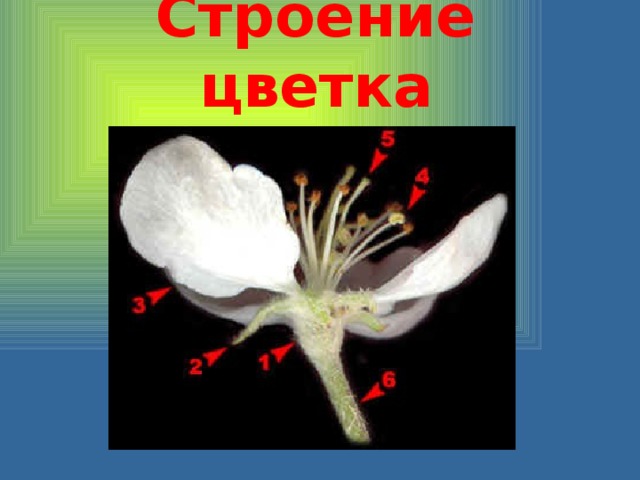 Строение цветка 