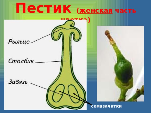 Пестик ( женская часть цветка) семязачатки 