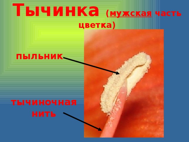 Тычинка ( мужская часть цветка) пыльник тычиночная нить 