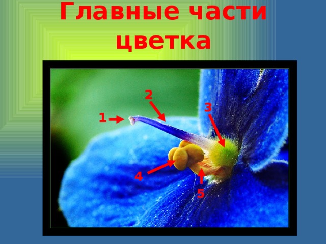 Главные части цветка 2 3 1 4 5 