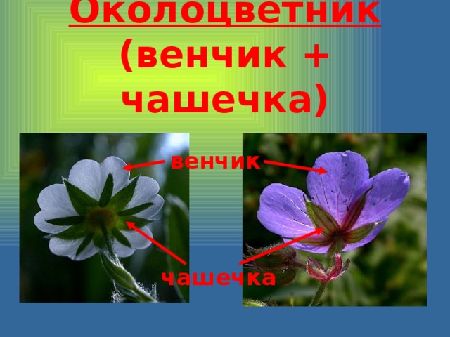 Околоцветник  (венчик + чашечка) венчик чашечка 