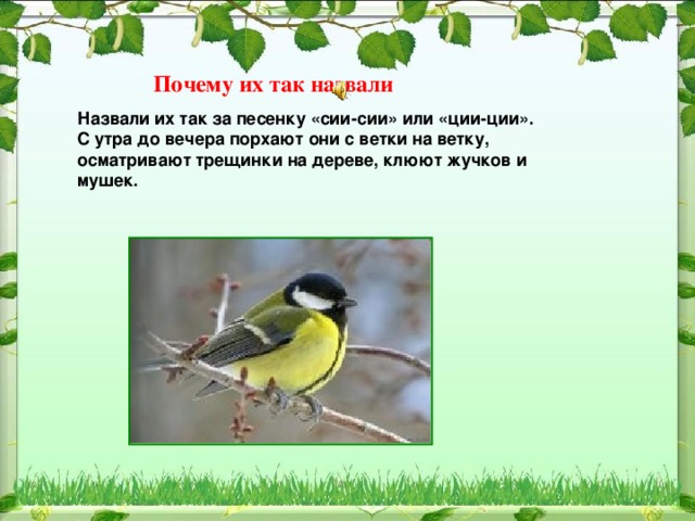 Почему их так назвали Назвали их так за песенку «сии-сии» или «ции-ции». С утра до вечера порхают они с ветки на ветку, осматривают трещинки на дереве, клюют жучков и мушек. 