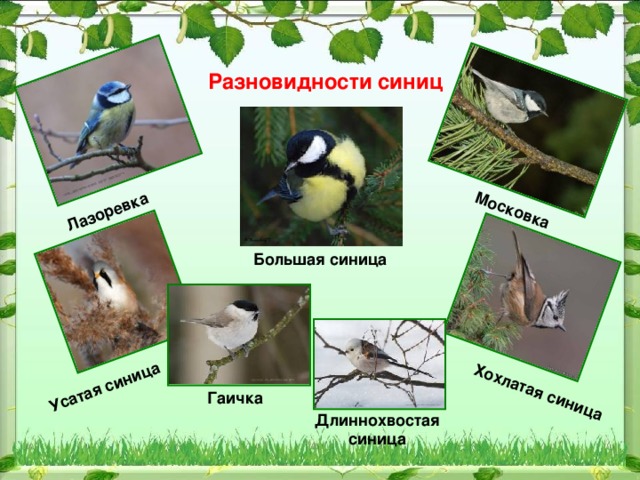 Лазоревка Московка Усатая синица Хохлатая синица Разновидности синиц Большая синица Гаичка Длиннохвостая синица 