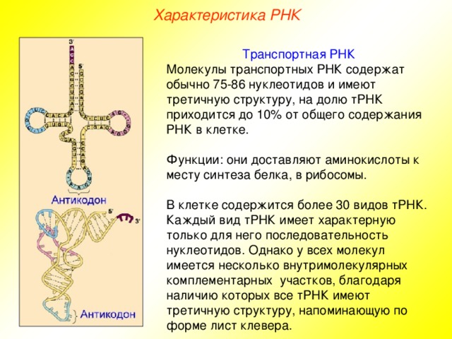 Характеристика РНК Транспортная РНК Молекулы транспортных РНК содержат обычно 75-86 нуклеотидов и имеют третичную структуру, на долю тРНК приходится до 10% от общего содержания РНК в клетке. Функции: они доставляют аминокислоты к месту синтеза белка, в рибосомы. В клетке содержится более 30 видов тРНК. Каждый вид тРНК имеет характерную только для него последовательность нуклеотидов. Однако у всех молекул имеется несколько внутримолекулярных комплементарных участков, благодаря наличию которых все тРНК имеют третичную структуру, напоминающую по форме лист клевера.  