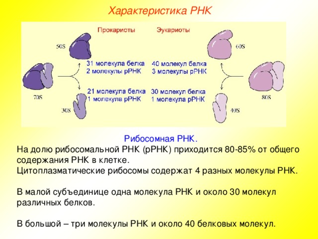 Характеристика РНК Рибосомная РНК.  На долю рибосомальной РНК (рРНК) приходится 80-85% от общего содержания РНК в клетке. Цитоплазматические рибосомы содержат 4 разных молекулы РНК. В малой субъединице  одна молекула РНК и около 30 молекул различных белков. В большой – три молекулы РНК и около 40 белковых молекул.  