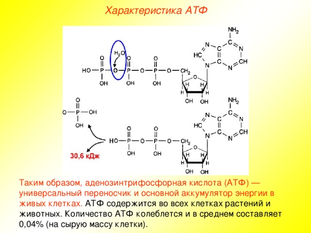Характеристика АТФ Таким образом, аденозинтрифосфорная кислота (АТФ) — универсальный переносчик и основной аккумулятор энергии в живых клетках. АТФ содержится во всех клетках растений и животных. Количество АТФ колеблется и в среднем составляет 0,04% (на сырую массу клетки).  