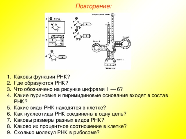 Повторение: Каковы функции РНК? Где образуются РНК? Что обозначено на рисунке цифрами 1 — 6? Какие пуриновые и пиримидиновые основания входят в состав РНК? Какие виды РНК находятся в клетке? Как нуклеотиды РНК соединены в одну цепь? Каковы размеры разных видов РНК? Каково их процентное соотношение в клетке? Сколько молекул РНК в рибосоме? 