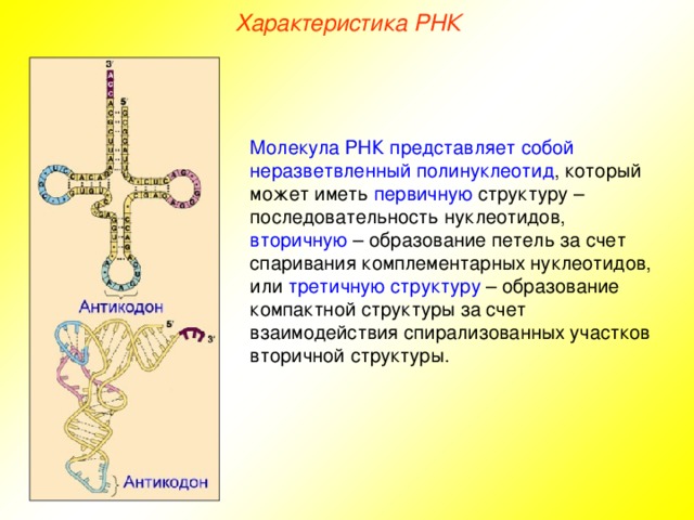 Характеристика РНК Молекула РНК представляет собой неразветвленный полинуклеотид , который может иметь первичную структуру – последовательность нуклеотидов, вторичную – образование петель за счет спаривания комплементарных нуклеотидов, или третичную структуру – образование компактной структуры за счет взаимодействия спирализованных участков вторичной структуры.  