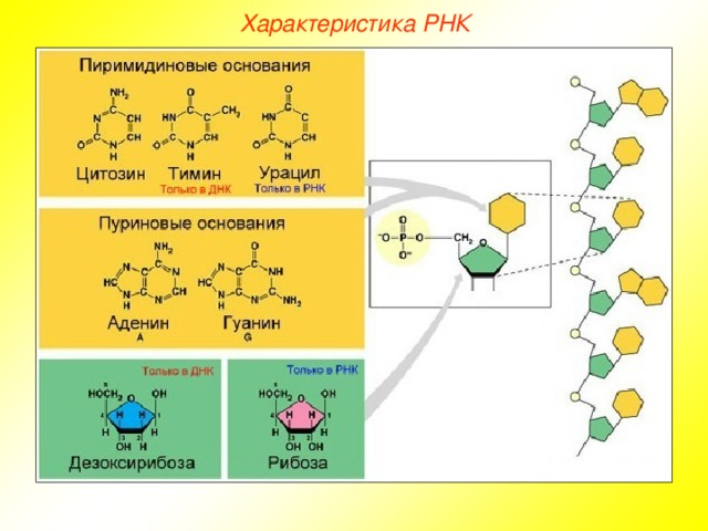 Характеристика РНК  