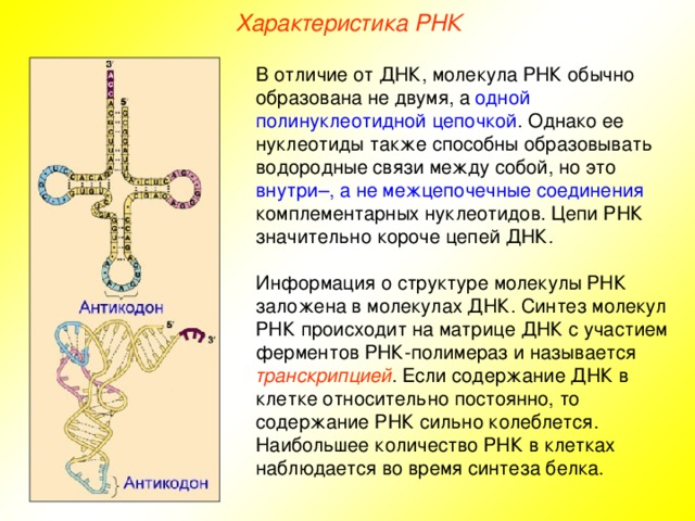 Характеристика РНК В отличие от ДНК, молекула РНК обычно образована не двумя, а одной полинуклеотидной цепочкой . Однако ее нуклеотиды также способны образовывать водородные связи между собой, но это внутри–, а не межцепочечные соединения комплементарных нуклеотидов. Цепи РНК значительно короче цепей ДНК. Информация о структуре молекулы РНК заложена в молекулах ДНК. Синтез молекул РНК происходит на матрице ДНК с участием ферментов РНК-полимераз и называется транскрипцией . Если содержание ДНК в клетке относительно постоянно, то содержание РНК сильно колеблется. Наибольшее количество РНК в клетках наблюдается во время синтеза белка.  