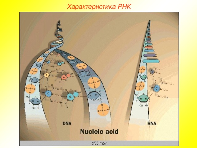 Характеристика РНК  